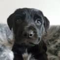 Photo of Hugo ~ Border Collie X Staffy (On Trial 20/7/19)