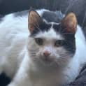 Photo of Gracie