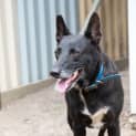 Photo of Blacky