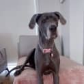 Photo of Penny ~ Great Dane (On Trial 31/7/19)