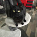 Photo of Elvira Meet Me In Cat Lounge/Neko Hq Preston