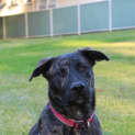 Photo of Major ~ Dutch Shepherd X (On Trial 15/9/19)