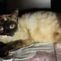 Photo of Kitty Kat