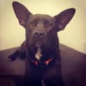 Photo of Louie