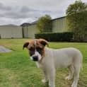 Photo of Peanut Dl2214