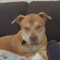 Photo of Bruno