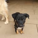 Photo of Archie