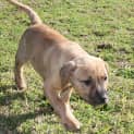 Photo of Serena ~ Staffy X Mastiff (On Trial 23/8/19)