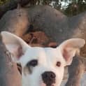 Photo of Precious ~ Staffy X (On Trial 9/9/19)