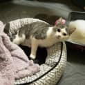 Photo of Bella