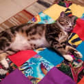 Photo of Apollo