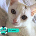 Photo of Princess