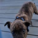 Photo of Whisky (Adoption Pending)