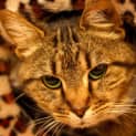 Photo of Tigger