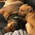 Photo of Jack ~ Staffy X Puppy (On Trial 8/9/19)