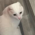 Photo of Miles    Located In Brunswick