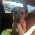 Photo of Caper