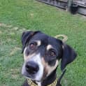 Photo of Buddy