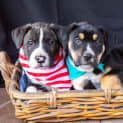 Photo of Jefferson ~ Boxer X Puppy (On Trial 25/9/19)