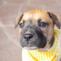 Photo of Willow ~ Happy Boxer X Puppy (On Trial 9/9/19)