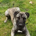 Photo of Rowdy