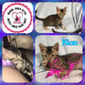 Photo of Kion
