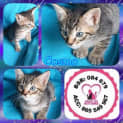 Photo of Cosmo