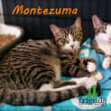 Photo of Montezuma
