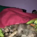 Photo of Buttercup