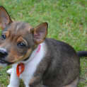 Photo of Savannah