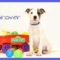 Photo of Grover 