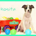 Photo of Rosita