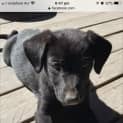 Photo of Rosie