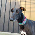 Photo of Layla