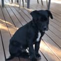 Photo of Riley