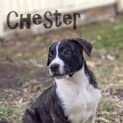 Photo of Chester