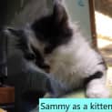 Photo of Sambora    Meet Me In Cat Lounge/Neko Hq Preston