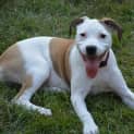 Photo of Lucky