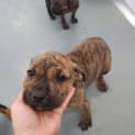 Photo of Puppy Xena Dl2261