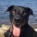 Photo of Sebastian ~ Mastiff ~ On Trial 27/10/19