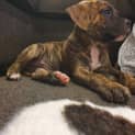 Photo of Puppy Billy Dl2263