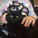 Photo of Cinder   Meet Me At Neko Hq In Preston