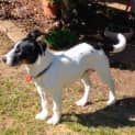 Photo of Muttley