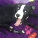 Photo of Scooby