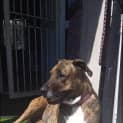 Photo of Tiger Lilly