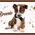 Photo of Brownie 