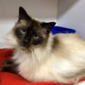 Photo of Herbie