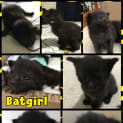 Photo of Batgirl