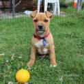 Photo of Kyra ~ Ridgeback X (On Trial 25/10/19)