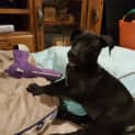 Photo of Tippy ~ Mastiff X Puppy (On Trial 8/11/19)
